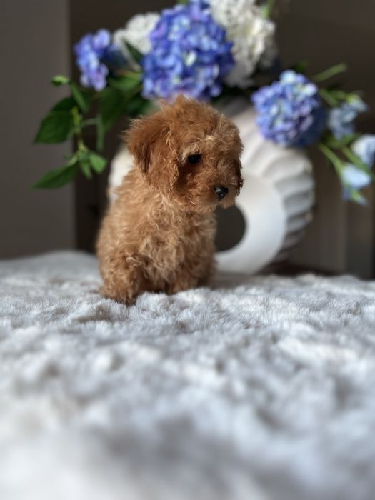 Pudel toy mini chłopiec