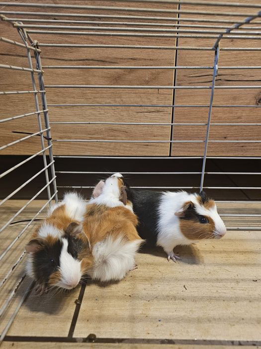 Swinki morskie bardzo przyjazne