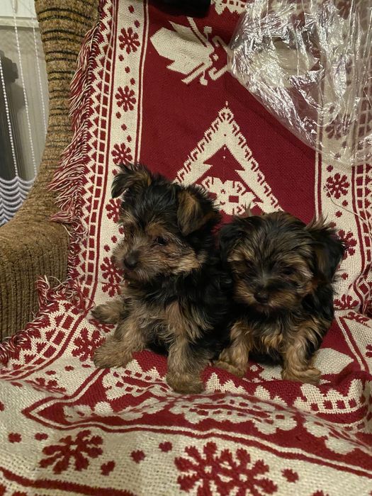 Śliczne yorki yoreczki