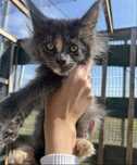 Maine coon kotka Fpl