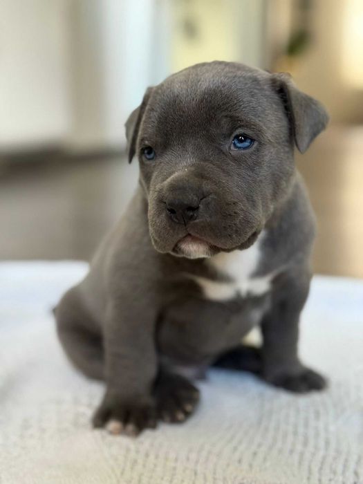 American Bully XL