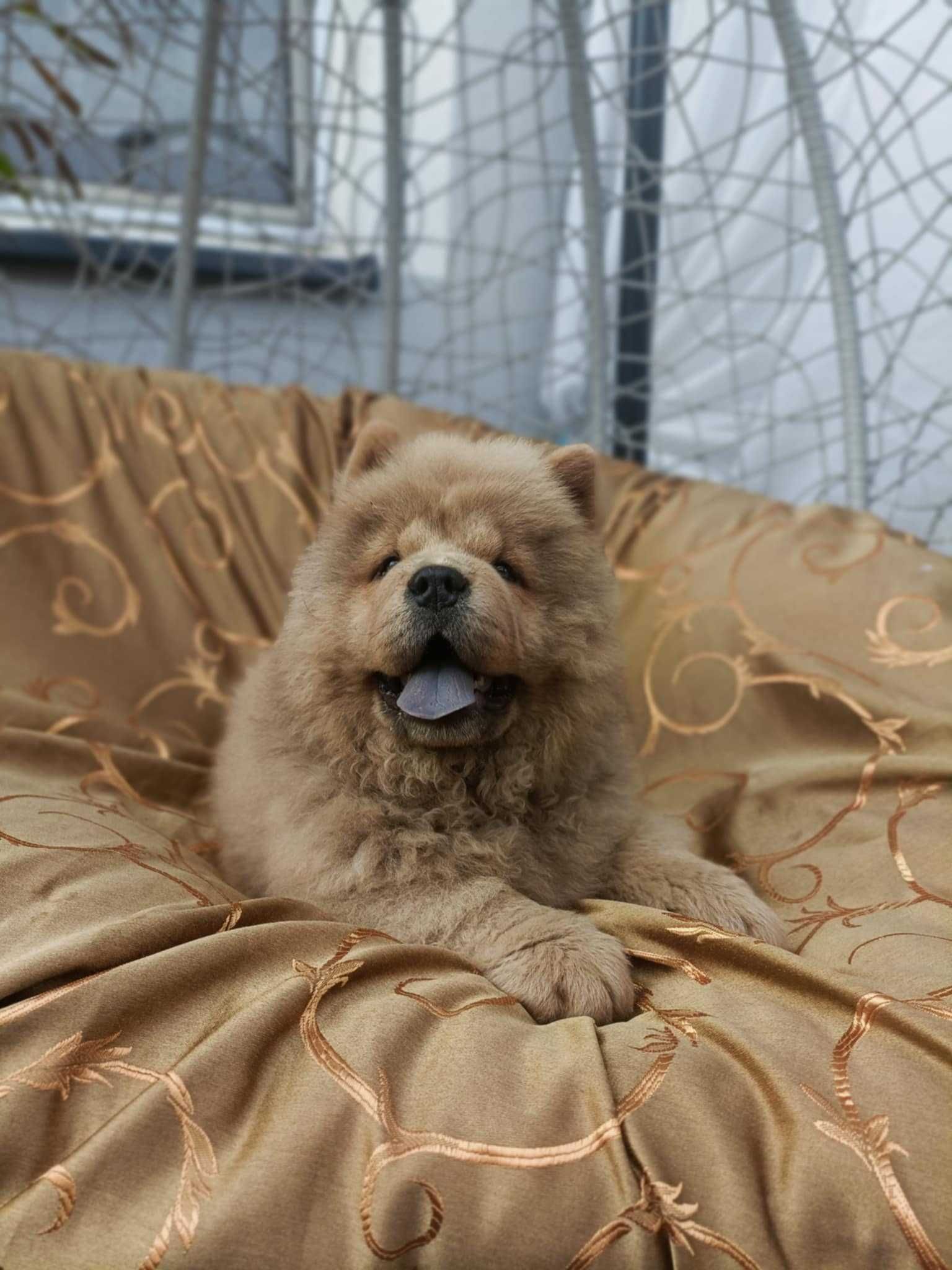 Wzorcowy Chow Chow rodzice FCI