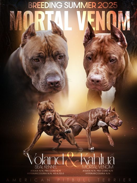 Найкращі цуценята американського пітбультерьера, пітбуль, піт, АПБТ