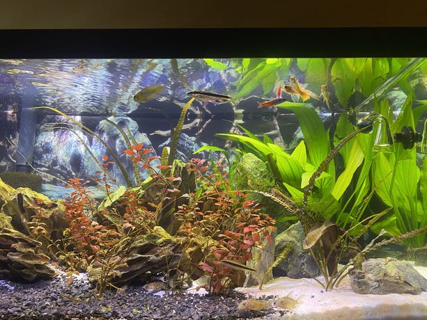 Akwarium 54 l + generaror CO2