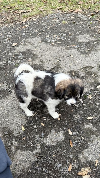 Песики манюні шукають дім