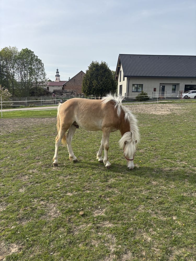 Ogierek rasy haflinger