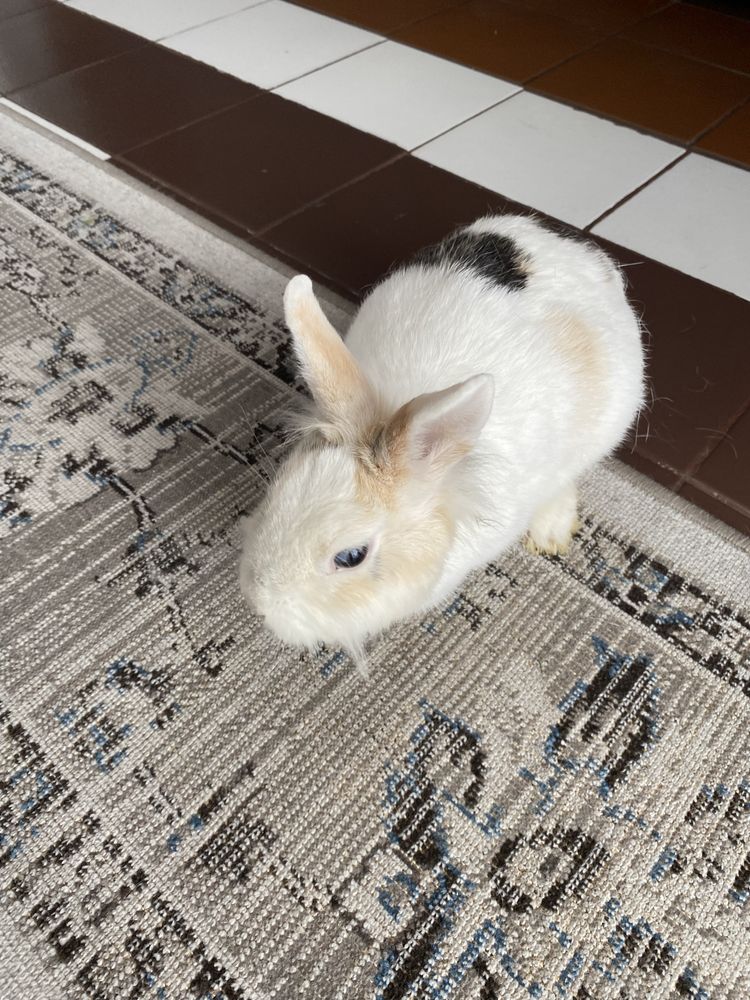 Królik miniaturka | Klatka w cenie!