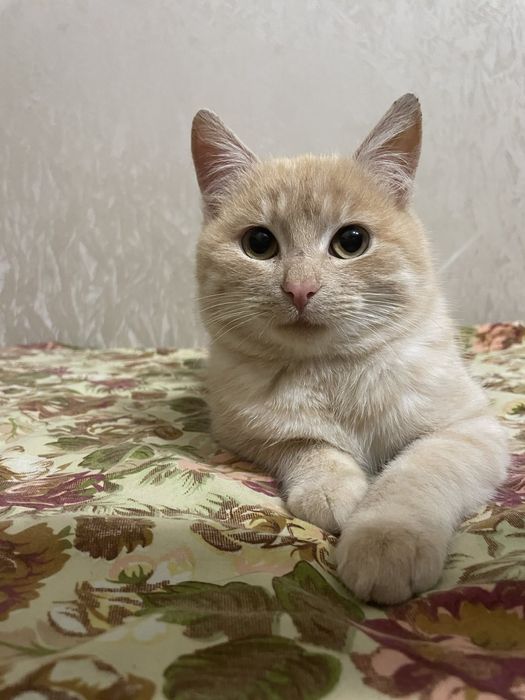 Шикарный халёный котик