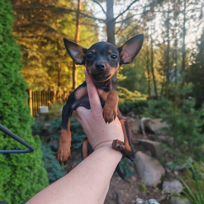 Pinczer miniaturowy Ratlerek sarenka chip paszport