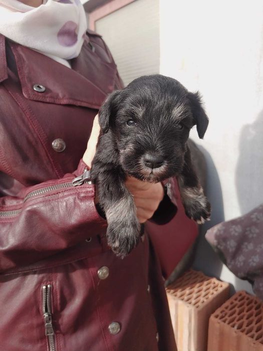 Sznaucer miniaturowy