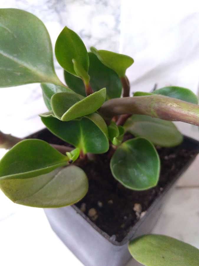 Пеперомія туполиста (Peperomia obtusifolia)