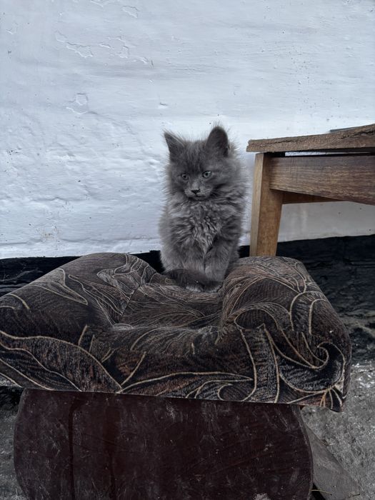 Хлопчик Безкоштовно