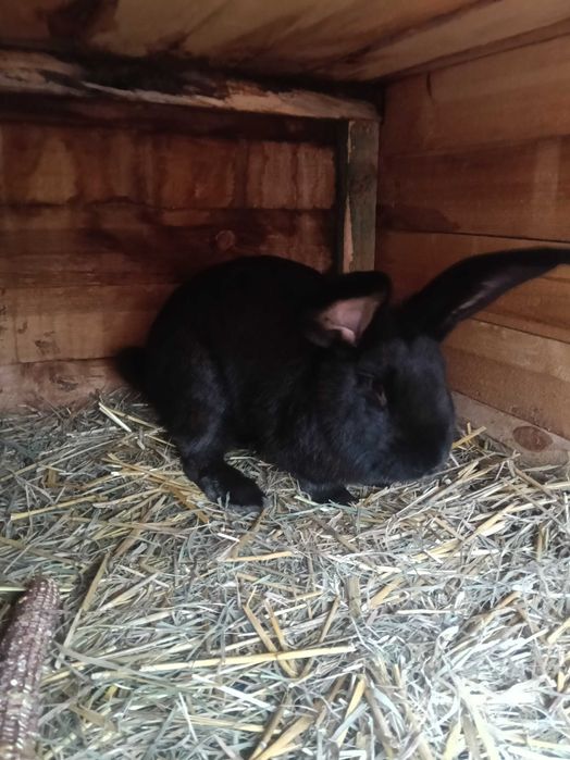 Sprzedam króle belgijskie