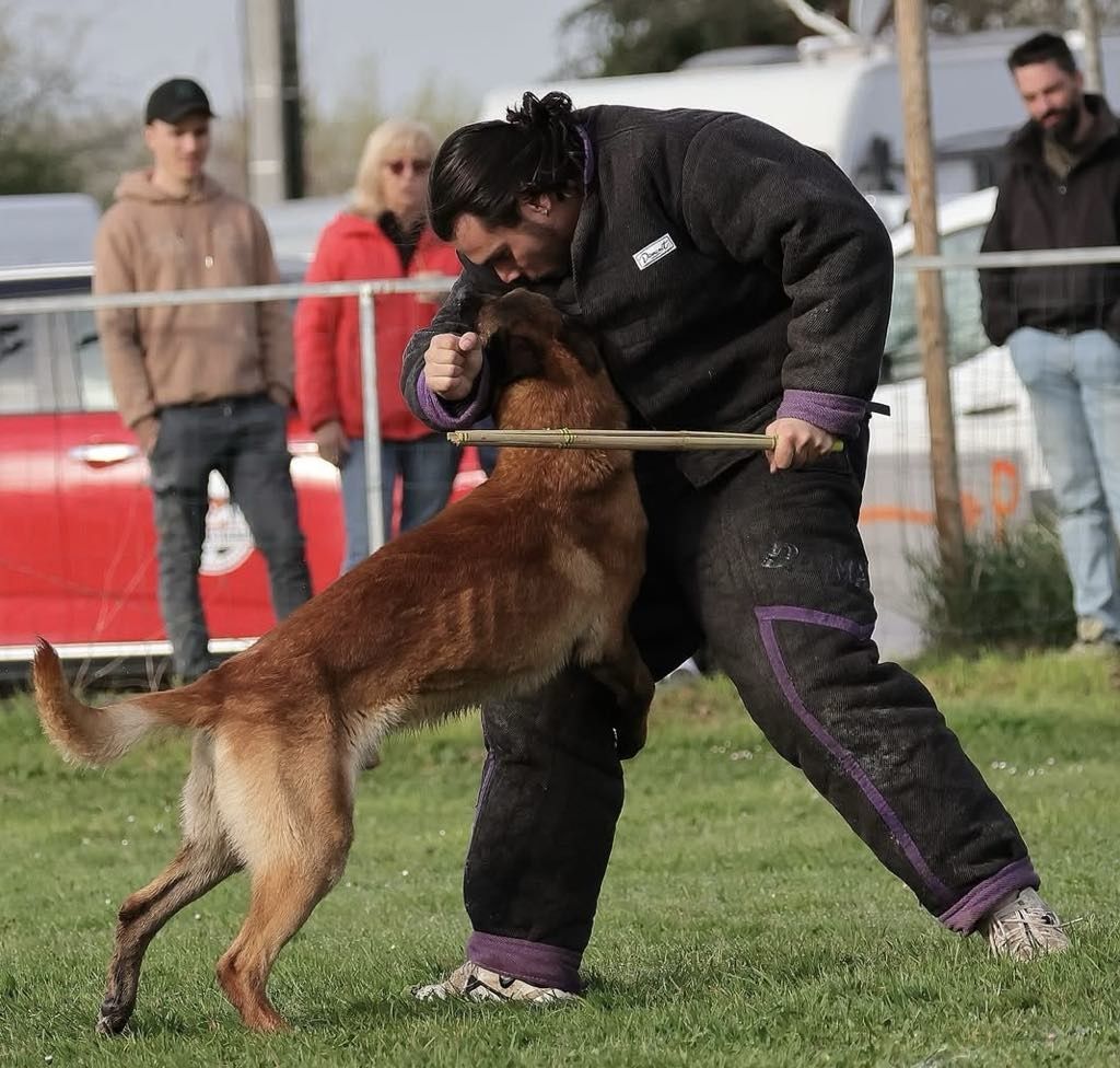 Zapowiedź miotu Owczarek Belgijski  Malinois FCI
