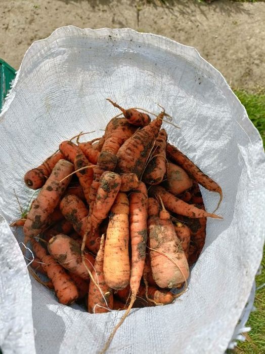 Marchewka baby niemyta z własnej dzialki