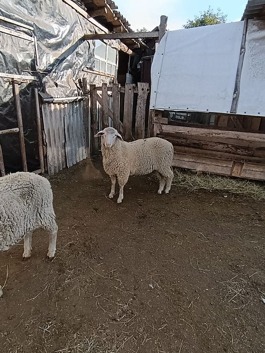 Продам 3 вівці на м'ясо