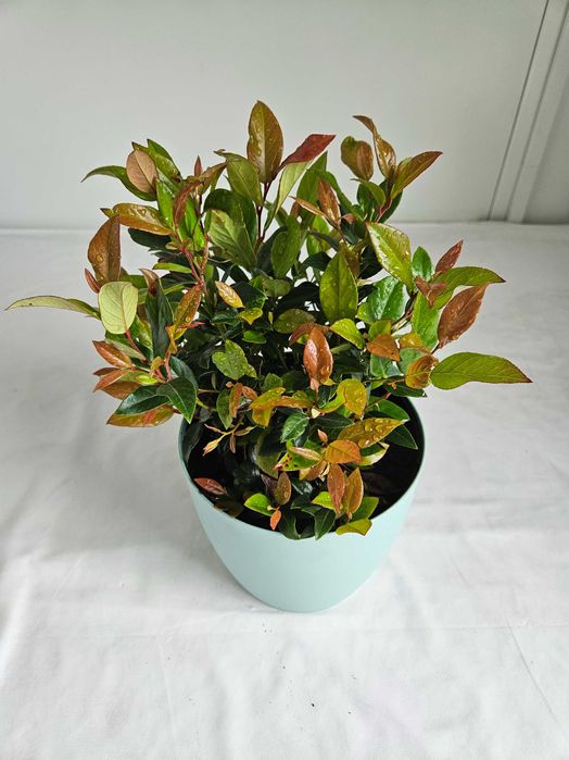 Kiścień wawrzynowy Zeblid 30cm krzew ozdobny C2 + nawóz gratis