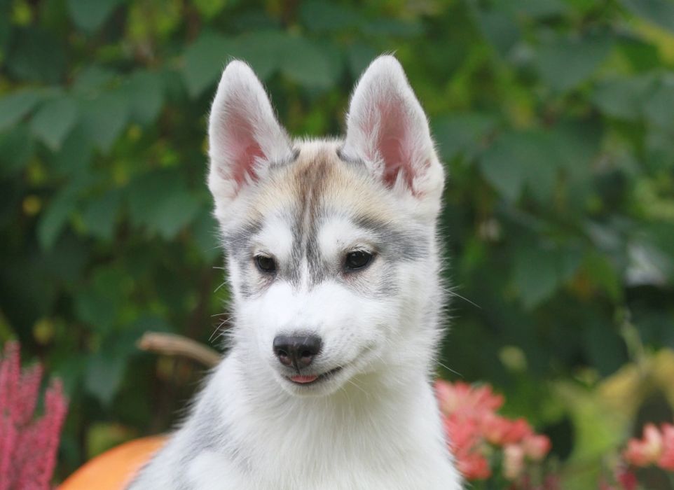 Siberian Husky ZKwP
