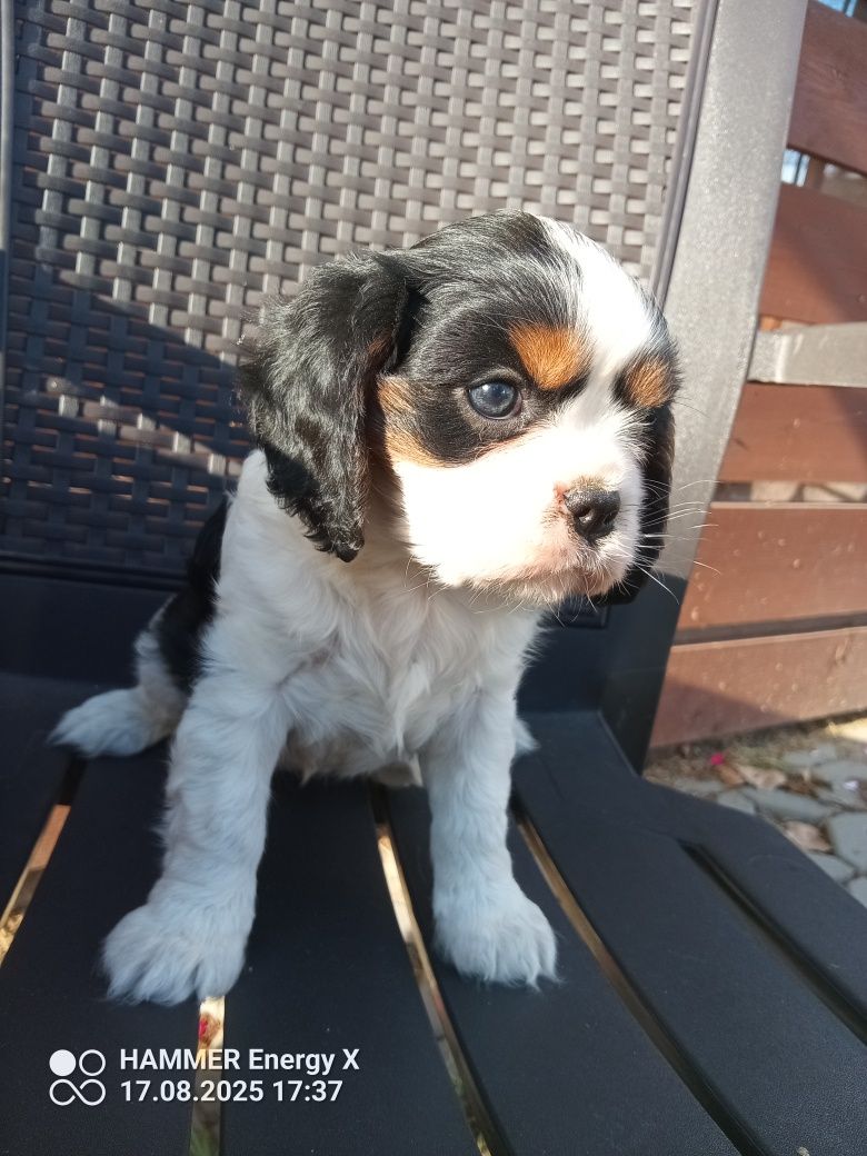 Cavalier King Charles spaniel, suczka
