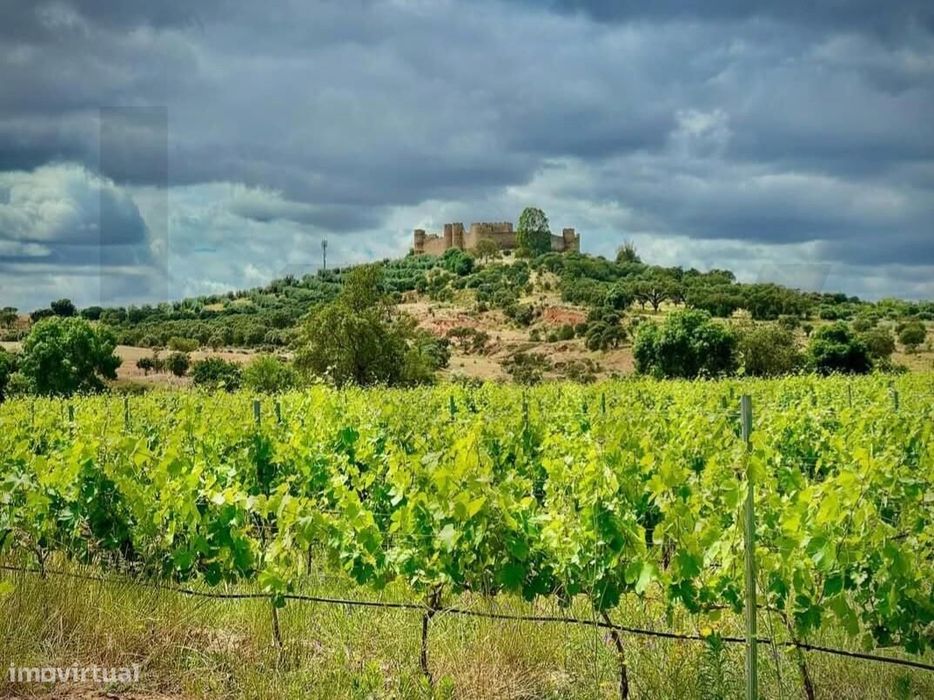 Terreno com Vinha em Produção | Terena–Alandroal, Évora