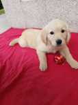 Golden Retriever com LOP