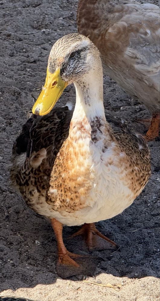 Patos Rouen ainda jovens