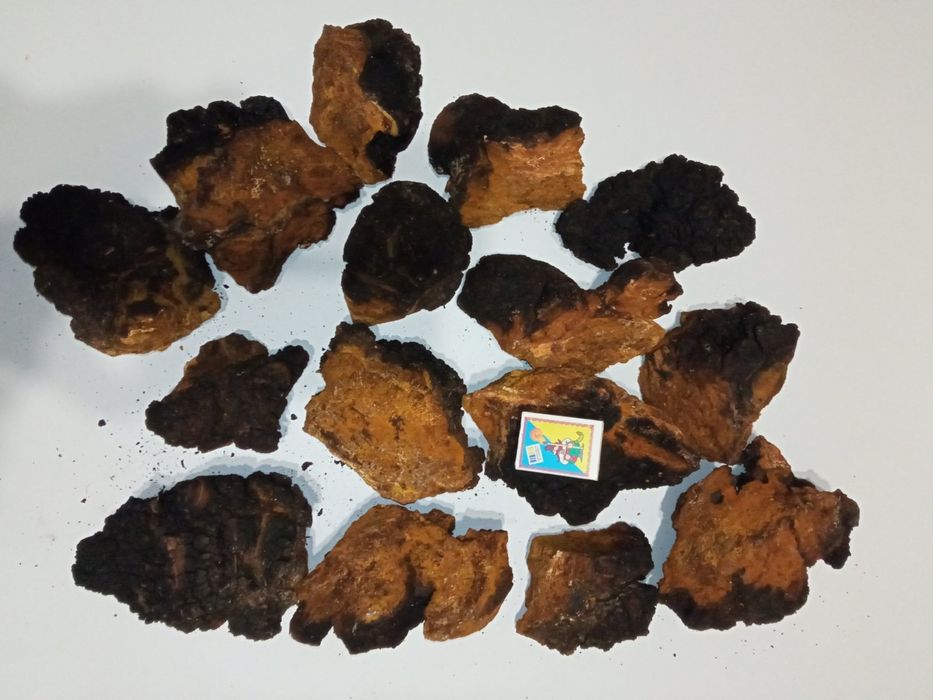 Сушена березова чага