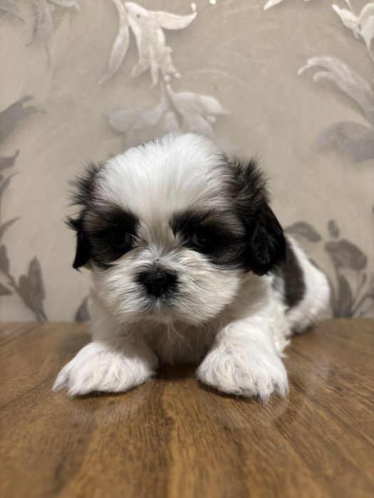 Продам щенков шит-цу