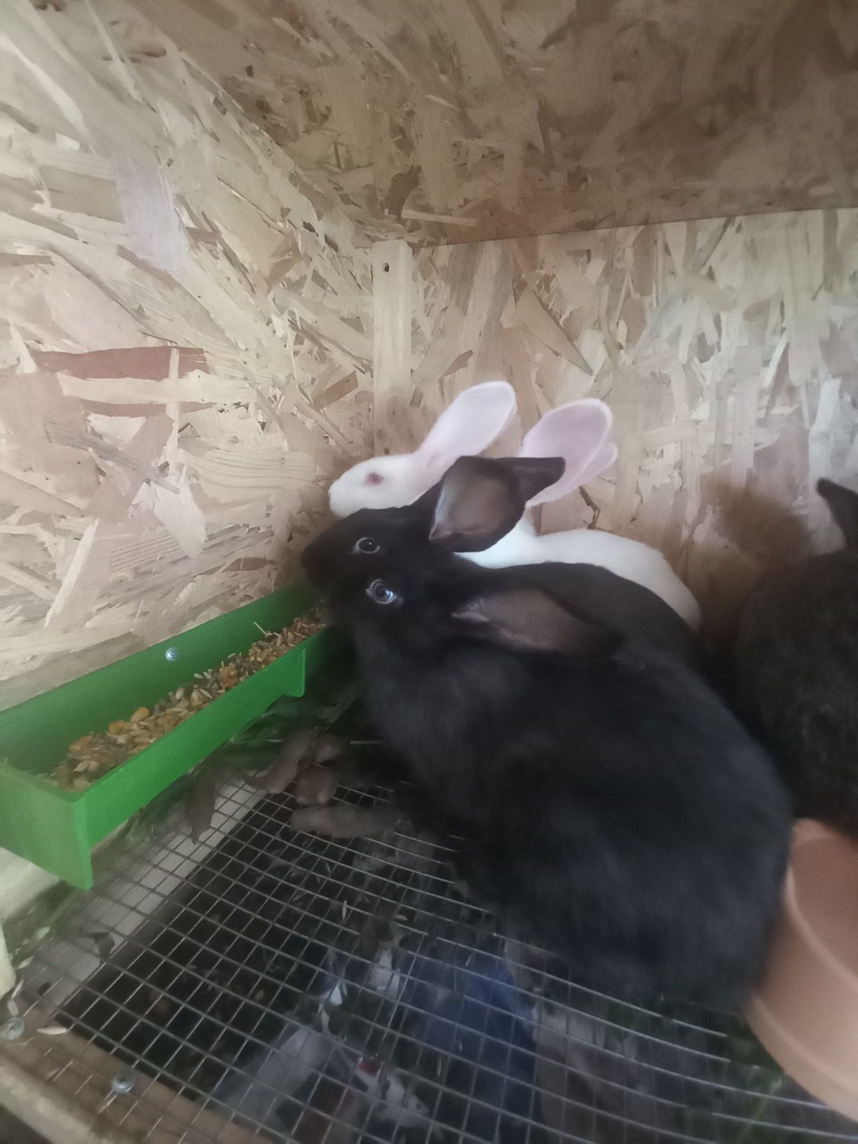 Продам кроликов 4 и 1 мес