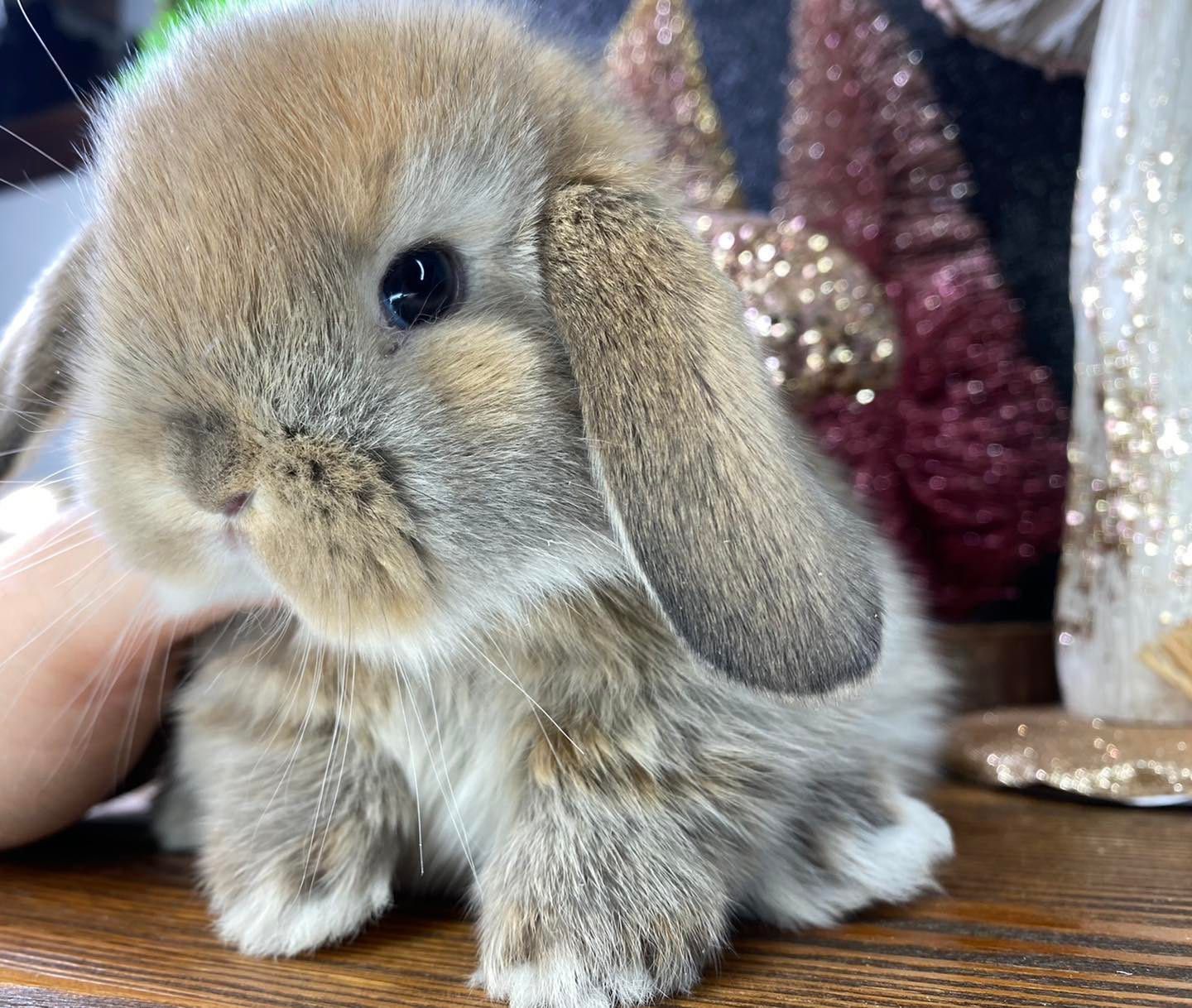 Mini lop teddy karzełek zarejestrowana hodowla