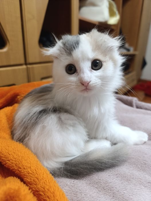 Котики в добрі руки