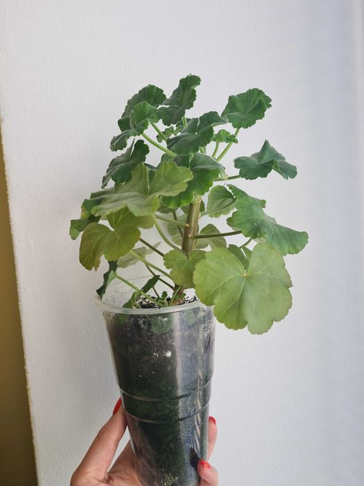 Сортові пеларгонії