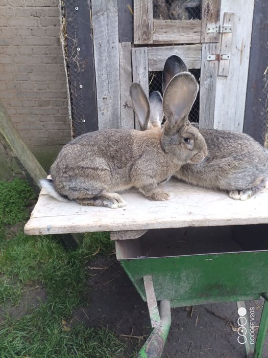 Króliki belgijski olbrzym