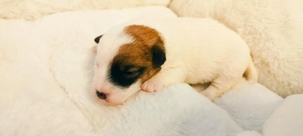 Jack Russell terrier - szczeniaki