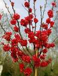 Brzoskwinia ozdobna - Prunus persica "Taoflora", unikat, duże drzewka!