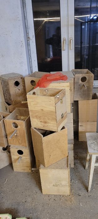 Budki lęgowe , papuga , wiewiórka