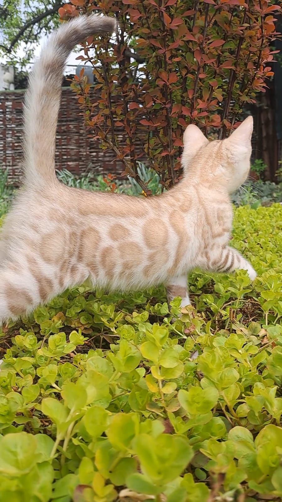 Бенгальский котёнок кот