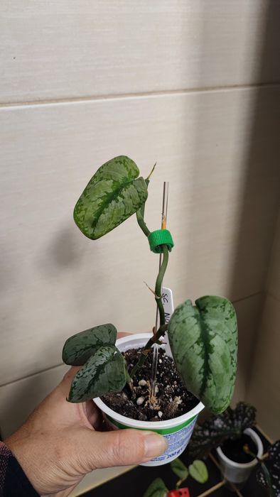 Scindapsus scyndapsus noid