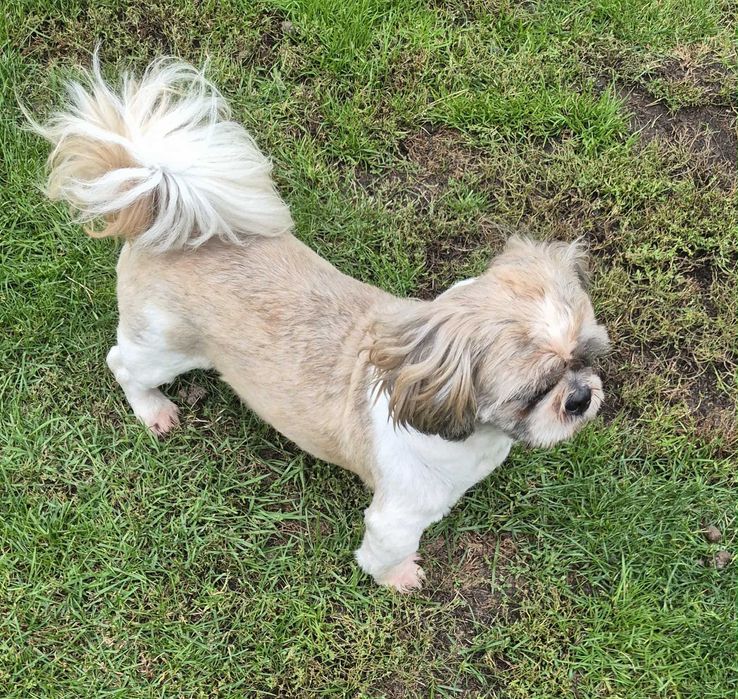 Piesek Shih-Tzu 5-letni z metryką FCI