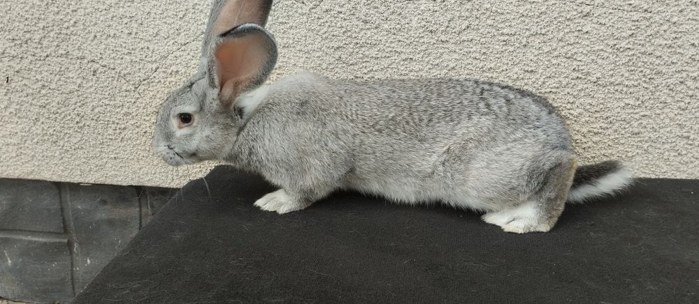 Європейська Шиншила