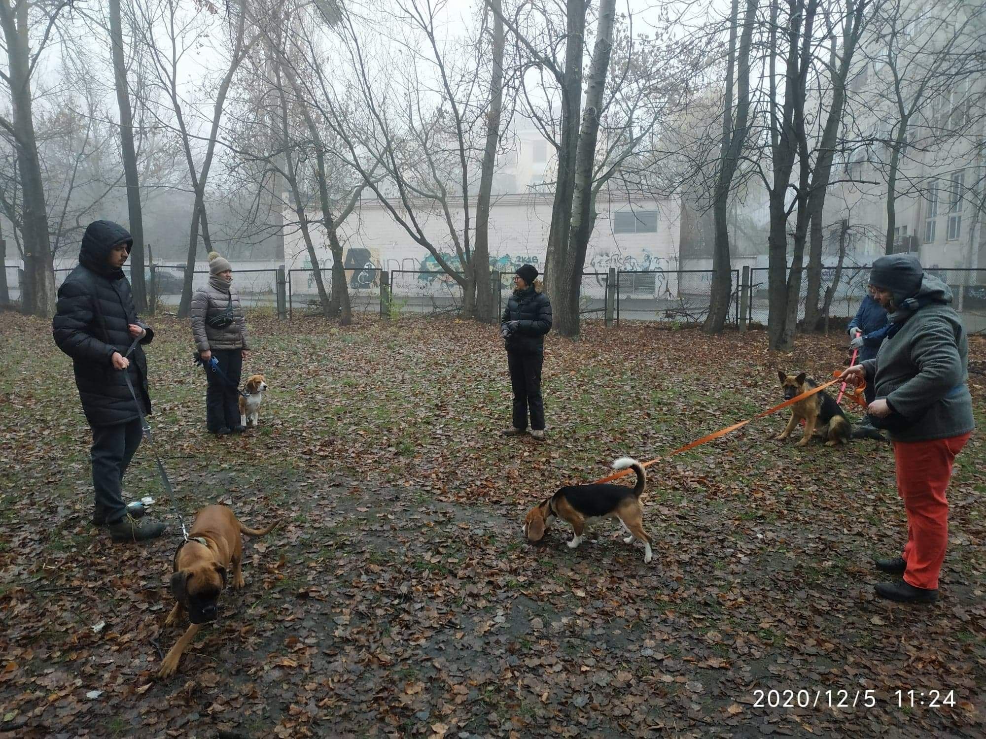 Дрессирування собак   Кінолог Навчання собак