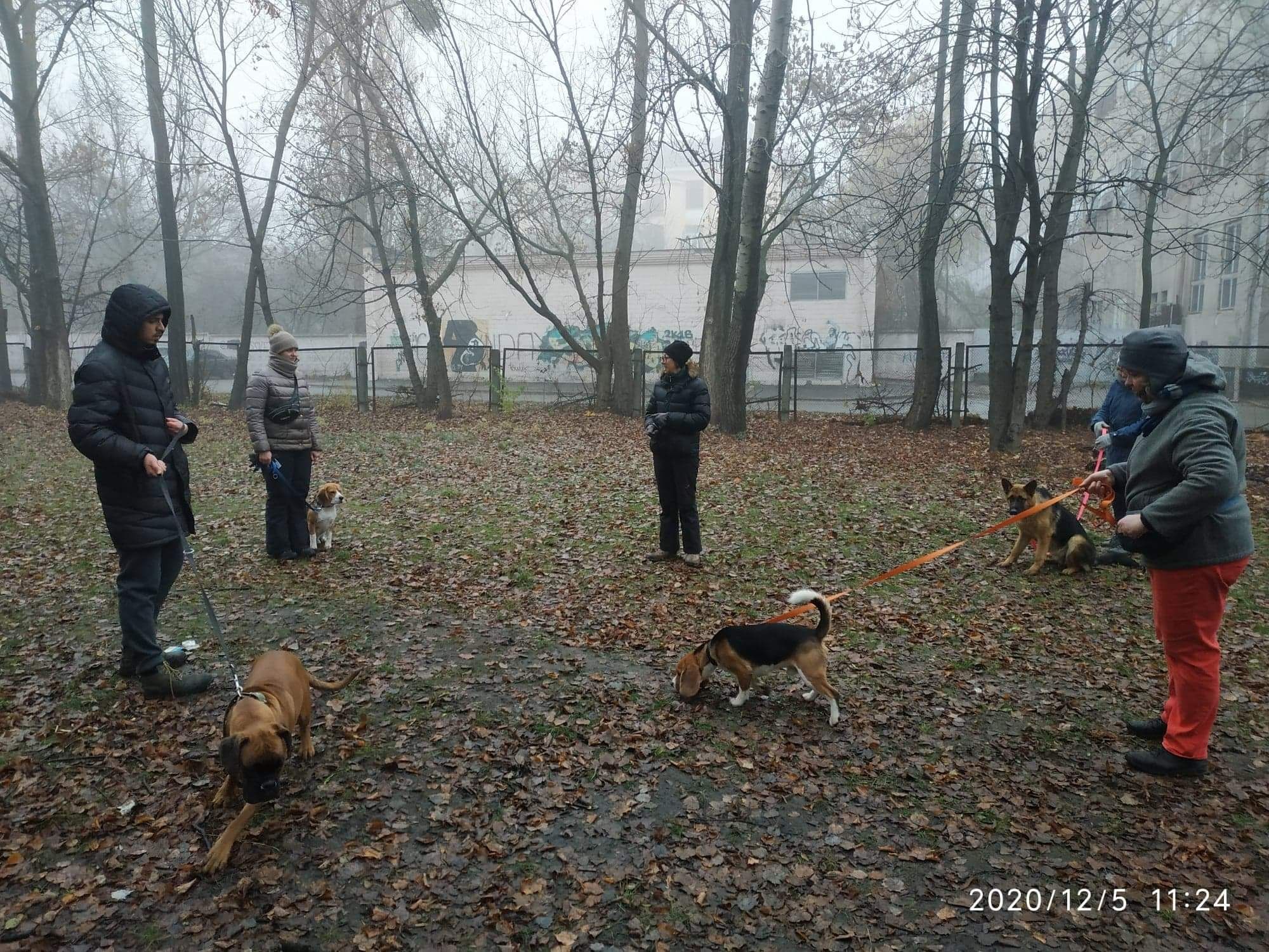 Дрессировка собак индивидуально и на площадке Кинолог Обучение собак