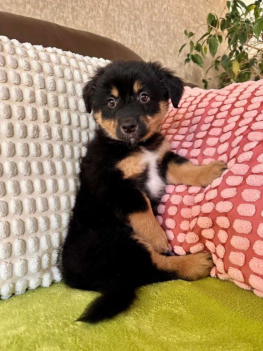 Pokochaj Bazylię! Szczeniak do adopcji!