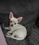 Chihuahua piesek niebieskie oczka krem .