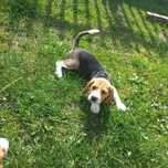 Szczeniaki beagle