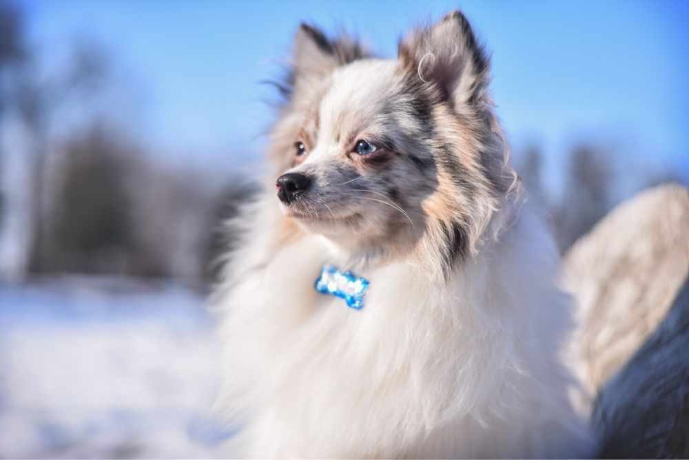 Голубоглазый шпиц. Патикрлор. Мерль. Докумнты