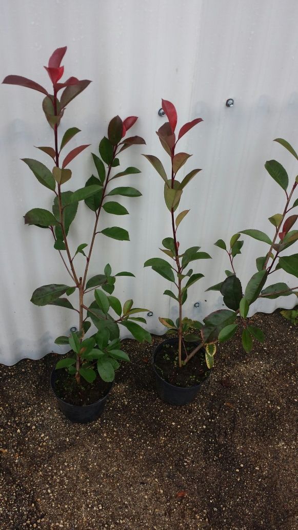 Photinias para sebes