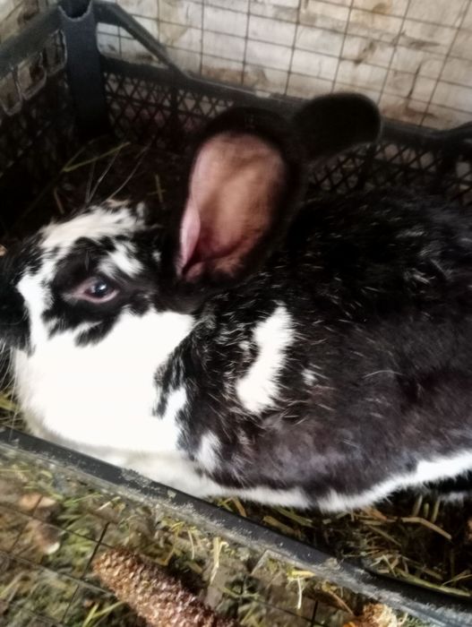 Продам кітних кролиць тиждень до окролу