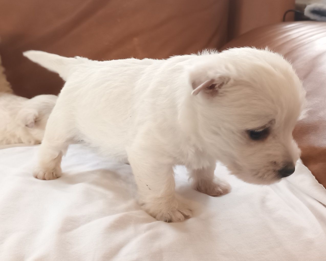 West highland white terrier piękny piesek
