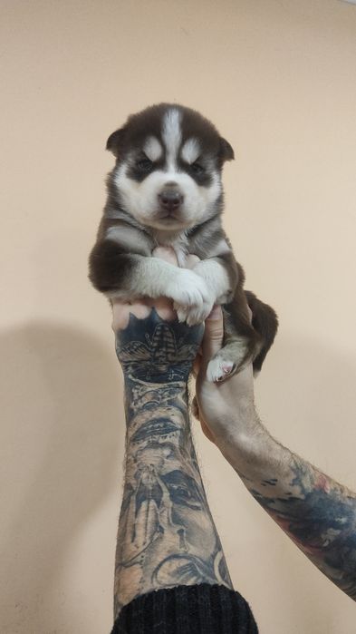 Хаски- красавцы! Щенки готовы переехать